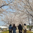 강이있는풍경 | 동해시 현지인 추천 벚꽃 스팟! 전천강 벚꽃길 밤낮 풍경과 피크닉 샌드위치 후기