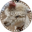 CU 홍천화촌면점 | 아시아판매1위 알파카와인 알파카 카베르네 메를로들고 떠난 후기