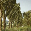 미루나무 이미지