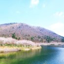 평지못(1) 이미지