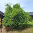 석성동헌 탱자나무 이미지