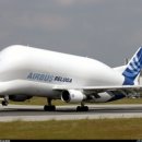 벨루가(Beluga) 이미지