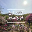 꽃피는 무릉도원 | [충남 예산 명소] 숨은 무릉도원 삼색도화가 내려 앉은 비밀의 정원 <덕수농원>