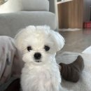 문정로89번길 이미지