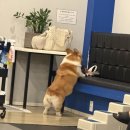 토리애견 | 토리와 보리랑 오랜만에 사랑스럽개 애견카페 방문 후기 🐶