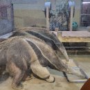 초미사슴 이미지