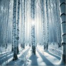 제475회 정기산행 [2026. 2. 7 ] 강원도 인제 원대리 자작나무 숲(눈꽃산행) 이미지