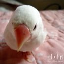 Honey Bunny 이미지