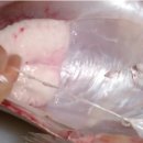 하우리부일호횟집 이미지