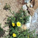 베드로 농장 이미지