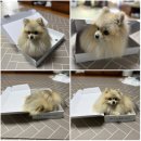 레이 펫 | [닥터펫]펫큐어레이 트리플(대형)후기~