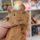 펫엔글라이더본점 이미지