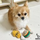 오늘멍밥 | 오늘멍밥 강아지 뜨개질 장난감 후기