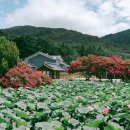 경주 여름 여행 가볼만한곳 배롱나무 꽃과 연꽃이 만발한 종오정 고택 이미지