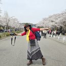 Re: 과천 대공원 벚꽃축제 봄나들이 (2024,04,06) 이미지