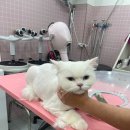 밀크펫살롱 이미지
