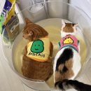 (주)아로펫 | 고양이 카사바 모래 특징 장점 단점 아메리칸솔루션, 네이버추석선물대첩