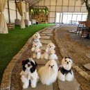 플레르퍼피 이미지