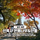 천년나무7경로당 | 경기 여주 신륵사 단풍, 신라시대 천년고찰 은행나무 단풍 탐방기