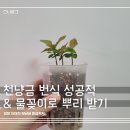 천냥금 번식 물꽂이로 뿌리 내리기와 분갈이 흙배합