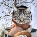 매꼴문화공원 화장실 이미지