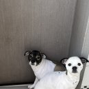 이다애견미용실 이미지