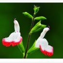 별 정원 이미지