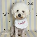 멍데이 살롱 이미지