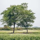 와흘메밀마을 이미지