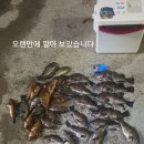 [기장권] 볼락 보팅 낚시 이미지