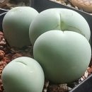 통통스