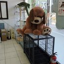시지동물병원 네이버블로그