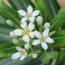 곰솔주유소 이미지