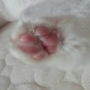 고양이발 이미지