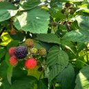 주정농장 이미지