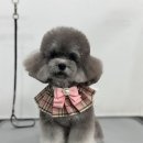 댕스타일 이미지