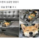 댕댕이아지트 이미지