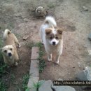 사교농장 이미지