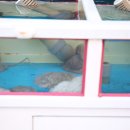 아구랑낙지랑 이미지