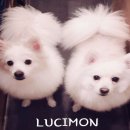 머무름 펫 이미지