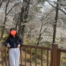 대전 벚꽃 명소 후기, 벚꽃 개화, 주차 [테미공원]