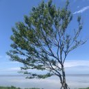 카페보리 이미지