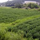 장덕1리 이미지