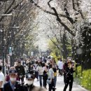 장안벚꽃길 이미지