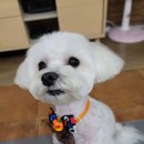웰리스 동물병원 이미지