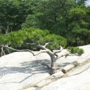 흙과소나무 이미지