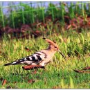 새(금호) 이미지