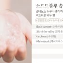 소프트베이