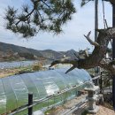 싱그러운청도로(봄) | 봄의 전령사, 한재 탐복미나리가든 &amp; 카페뷰303에서 만난 초록빛 힐링