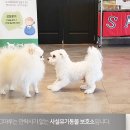 도그플레이스 이미지